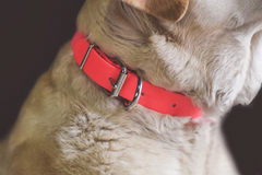 Pvc 2024 dog collar