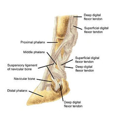 Iconoclast Orthopedic Boot- Front