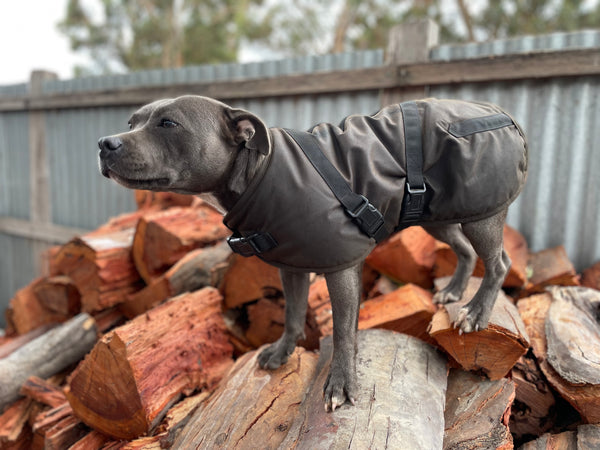 Clancy Oilskin Dog Coat